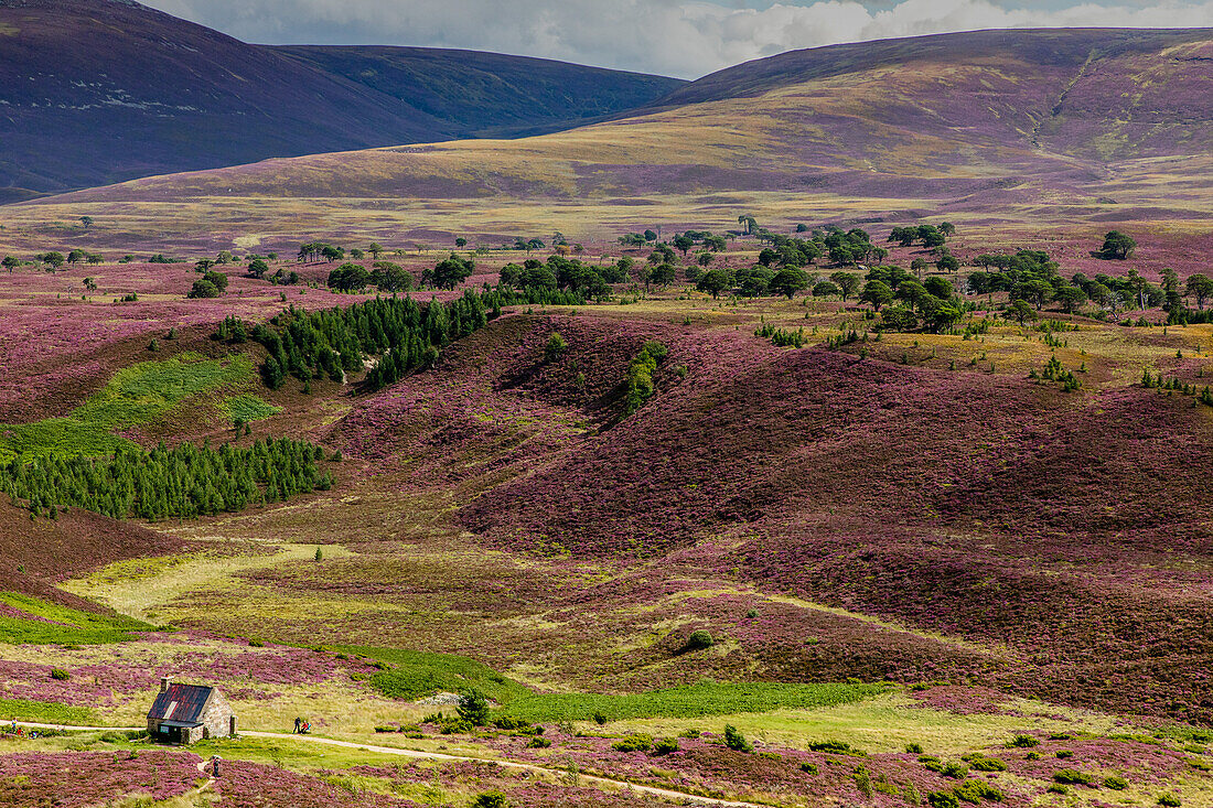 Ryvoan Walk, Meall a &#39;Bhuachaille, hiking hut, bright purple, pink, flowering heather, Glenmore Forest Park, Cairngorms National Park, Scotland, UK