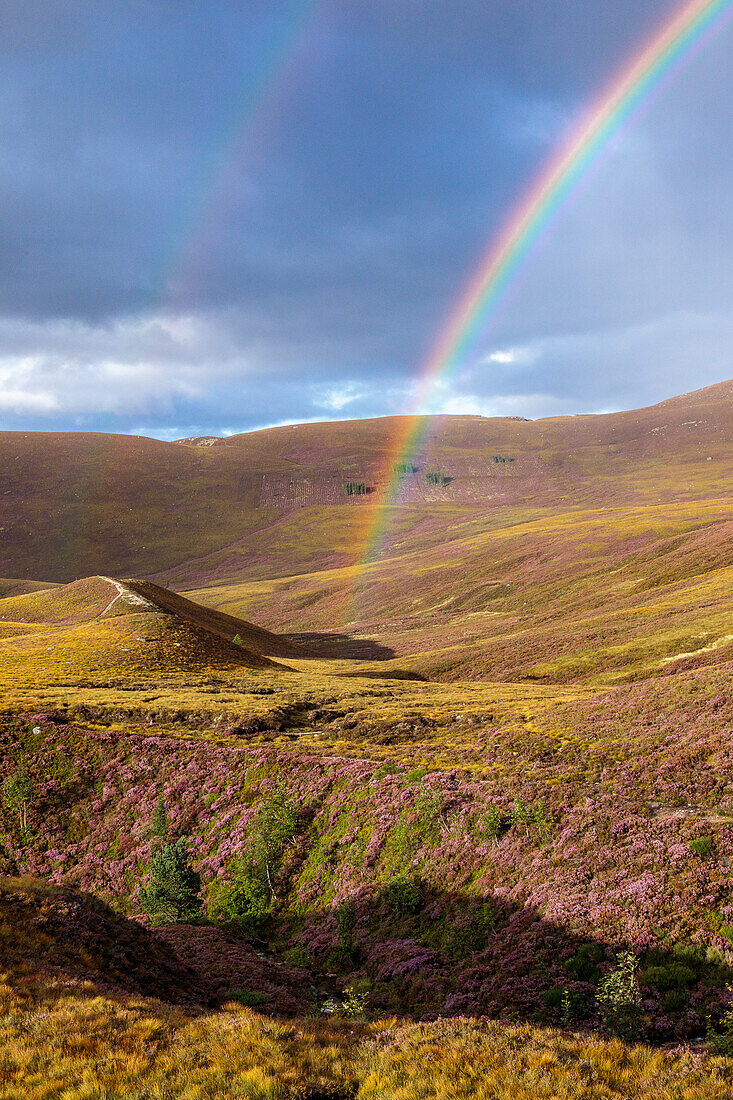 Regenbogen, Cairngorm Mountains, Hochland, Highlands, Heideblüte, Schottland, UK
