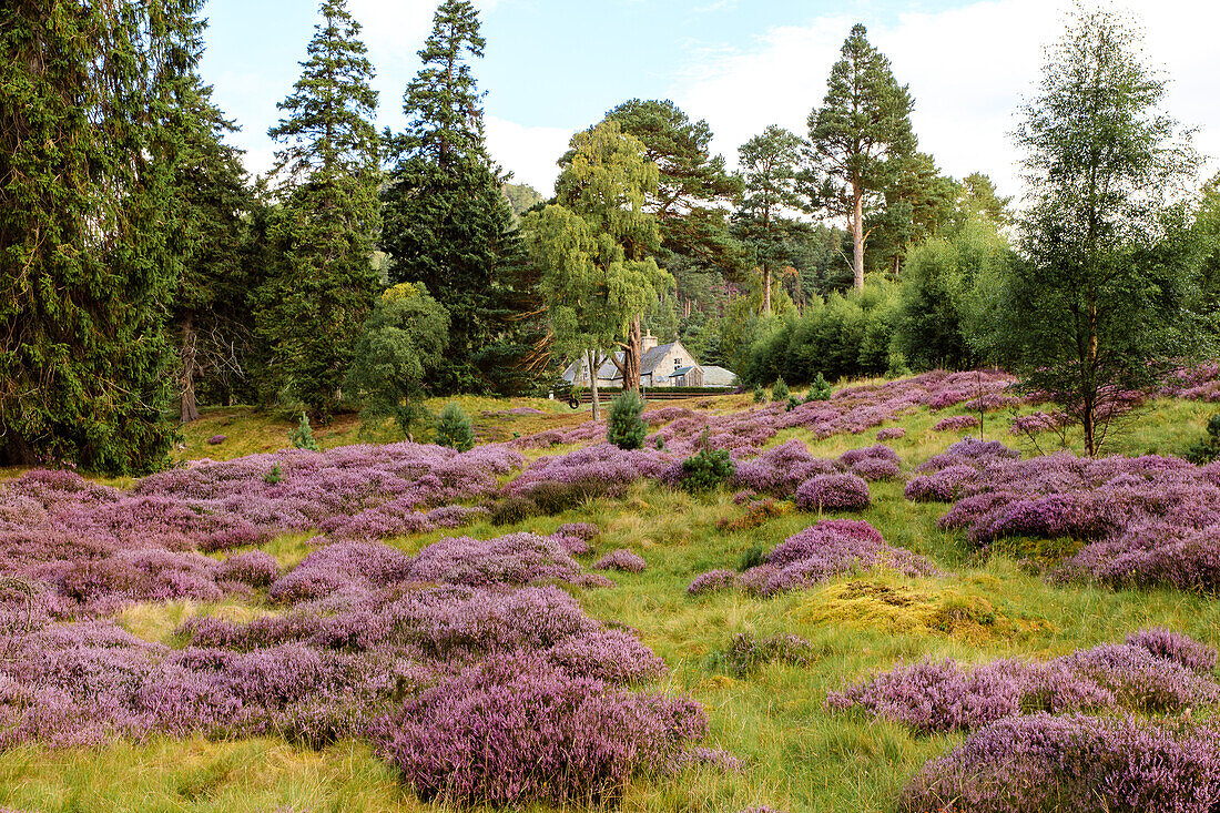Heideblüte, Cairngorms, Royal Deeside, Highlands, Aberdeenshire, Schottland, UK