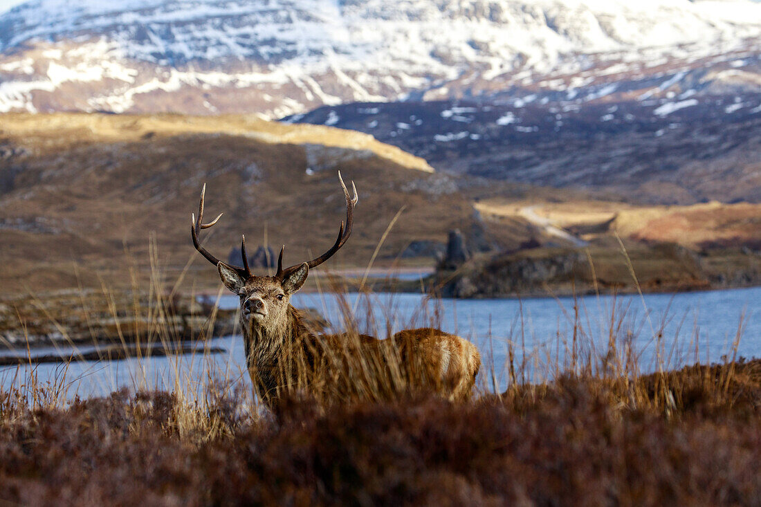 Rothirsch am Loch Assynt, Sutherland, Schottland UK