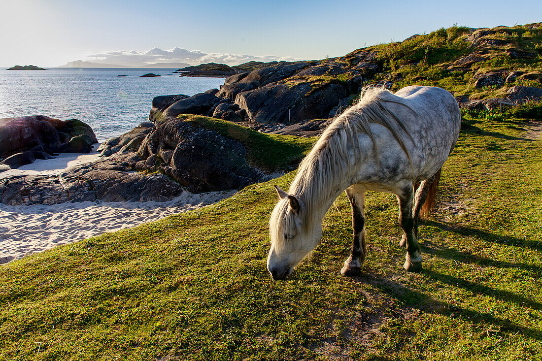 Horse, white horse, on the beach at Ardtoe, Ardnamurchan Peninsula, Wester Ross, Scotland, UK