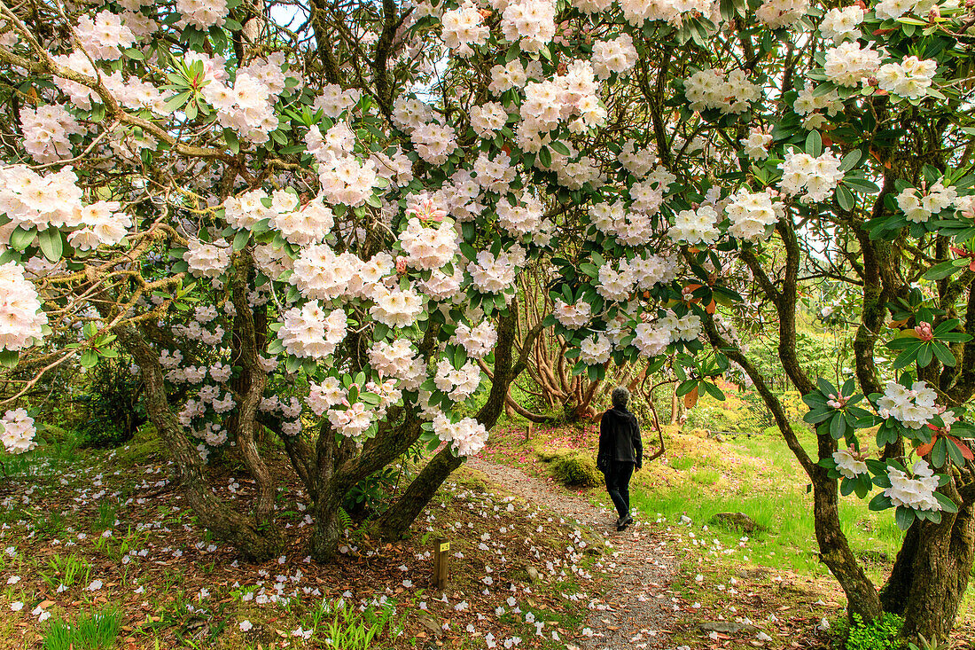 Rhododendron flowers in Crarae Garden at Inverary, Argyll, Scotland UK