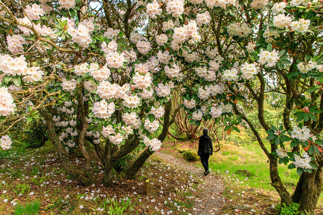 Rhododendronblüten in Crarae Garden bei Inverary, Argyll, Schottland UK