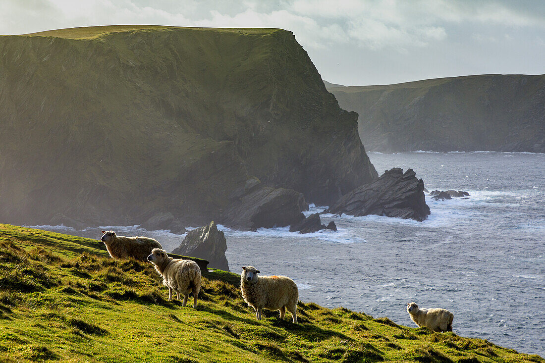 Steilküste, Schafe, Naturschutzgebiet Hermaness, Unst, Shetland, Schottland UK