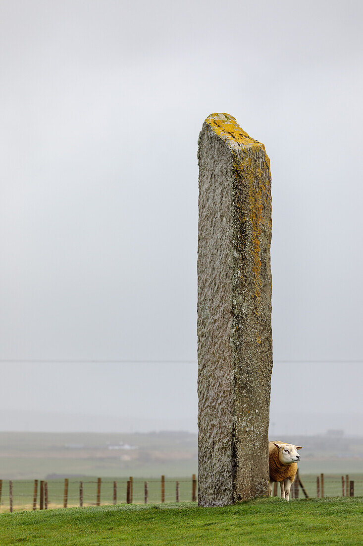 Schaf sucht Windschutz hinter Standing Stone, Megalith, Sturm, Stenness, Orkney, Schottland UK