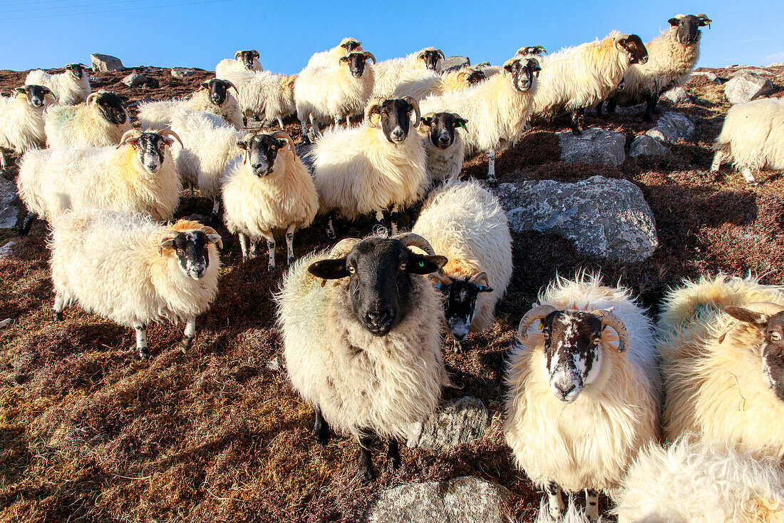 Blackface, sheep, flock on Isle of Lewis, Outer Hebrides, Scotland UK
