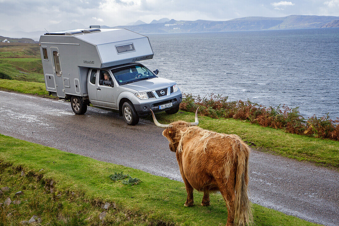 Camper, Wohnmobil, Bimobil, Begegnung mit Hochlandrind, Halbinsel Applecross, Sutherland, Schottland, UK