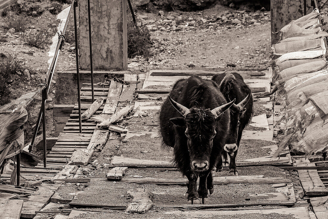 Two yaks walk in Tibet over a simple bridge made of floorboards framed by prayer flags