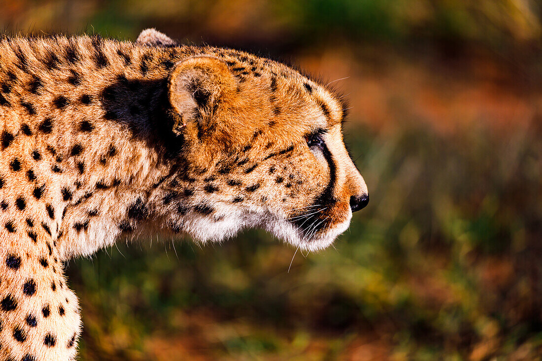 Close-up of a concentrated cheetah chasing its prey in a breeding station