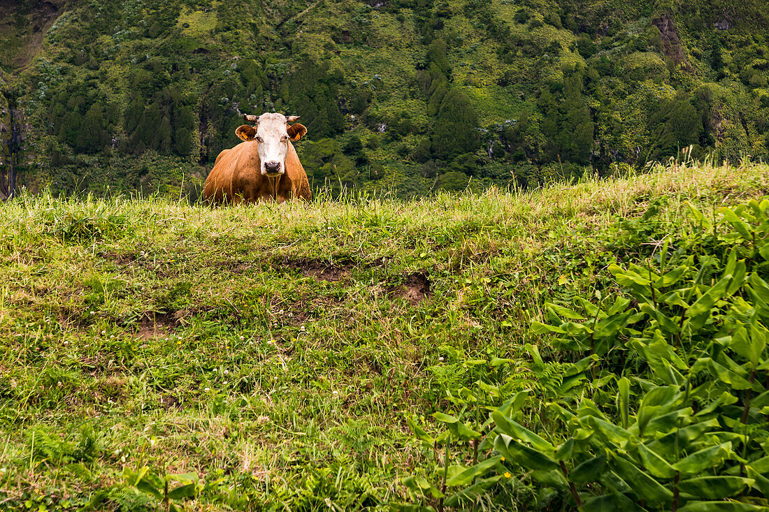 There are more cows than people on the Portuguese island of Flores in the Atlantic