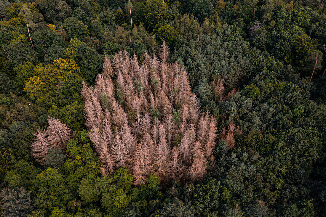 Einige abgestorbene Fichten sind ein eindeutiges Zeichen für das Waldsterben in Deutschland