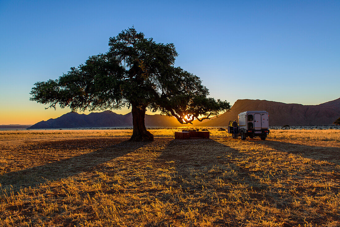 Sunset on the camel thorn tree in the Tiras Mountains, Namibia