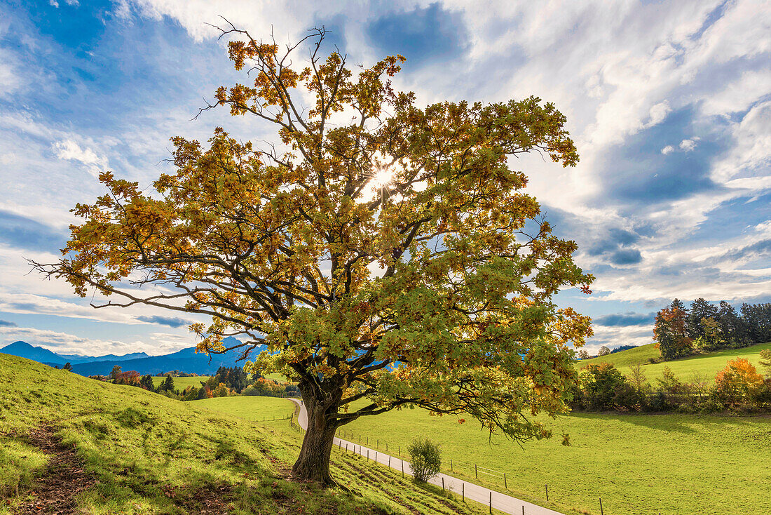 Maple tree, Acer pseudoplataus, Ostallgäu, Bavaria, Germany, Europe