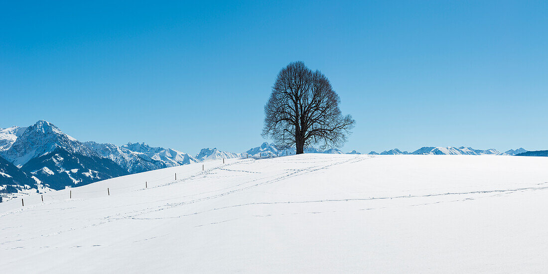 Friedenslinde (Tilia) on the Wittelsbacher Höhe, 881m, Illertal, Allgäu, Bavaria, Germany, Europe