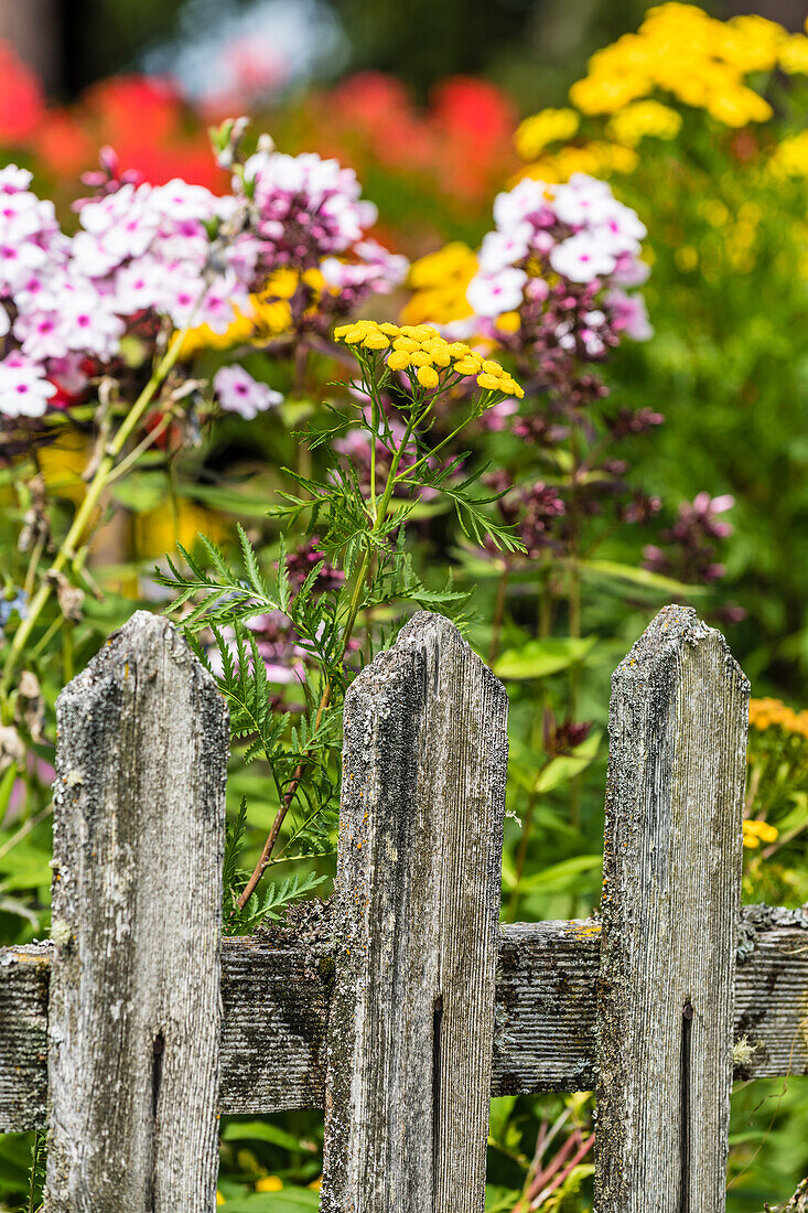 Gartenzaun und Blumen, Aldein, Radein, Südtirol, Alto Adige, Italien