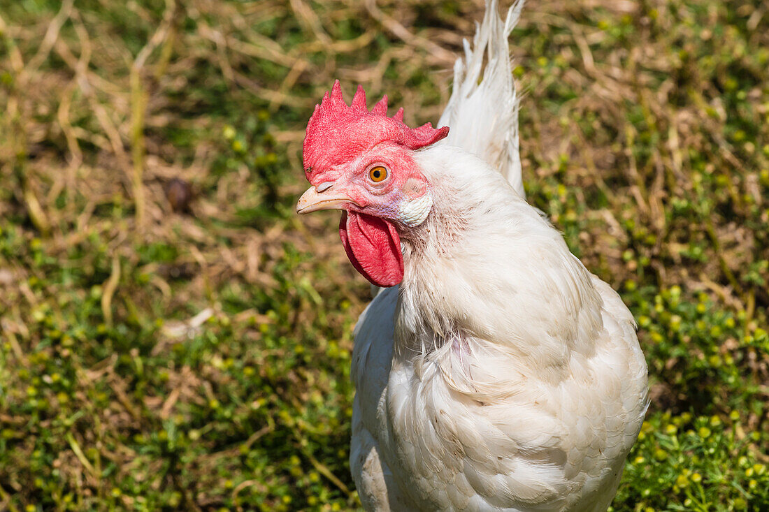 Huhn auf einem Bauernhof, Aldein, Radein, Südtirol, Alto Adige, Italien