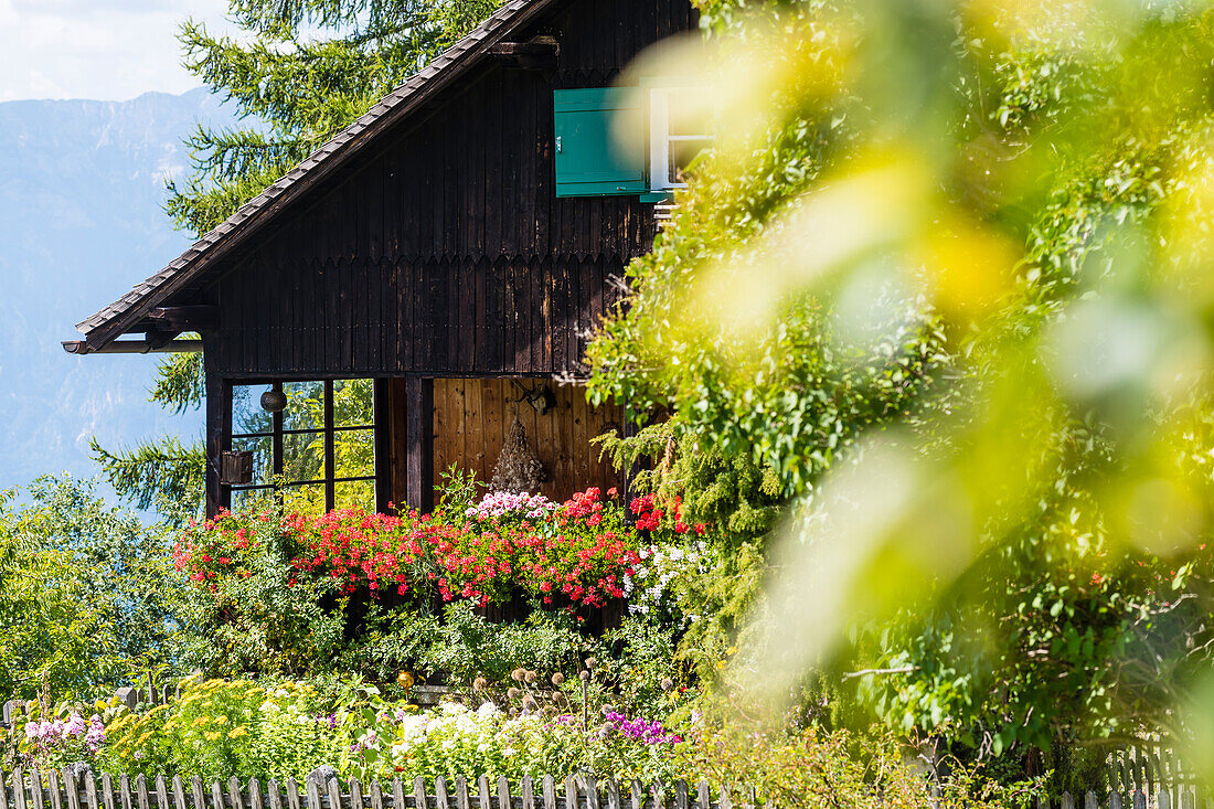 Bauernhaus mit blühendem Vorgarten, Aldein, Radein, Südtirol, Alto Adige, Italien