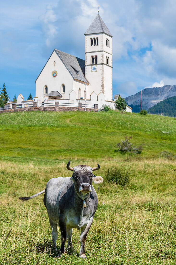 Cow pasture, St. Wolfgang Church, Aldein, Radein, South Tyrol, Alto Adige, Italy