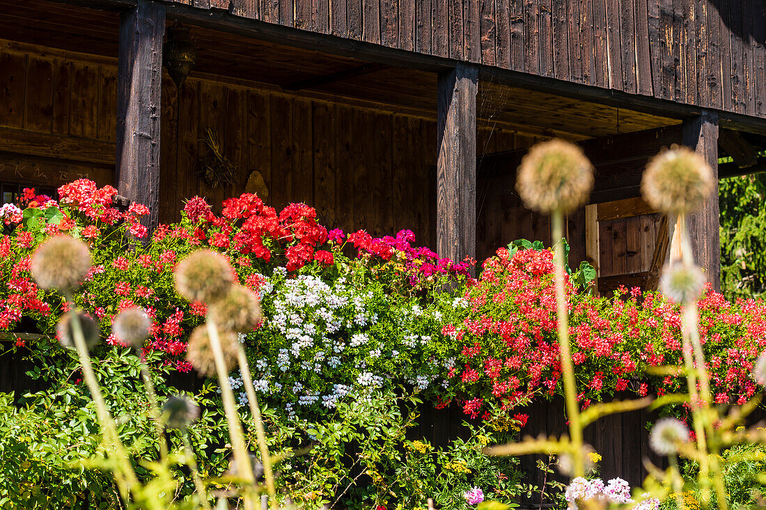 Flowers, front garden, farmhouse, Aldein, Radein, South Tyrol, Alto Adige, Italy