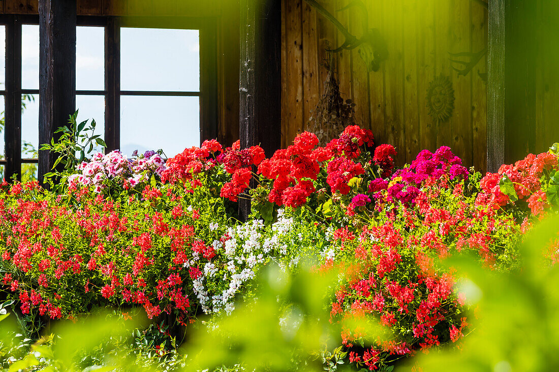 Flowers, front garden, farmhouse, Aldein, Radein, South Tyrol, Alto Adige, Italy