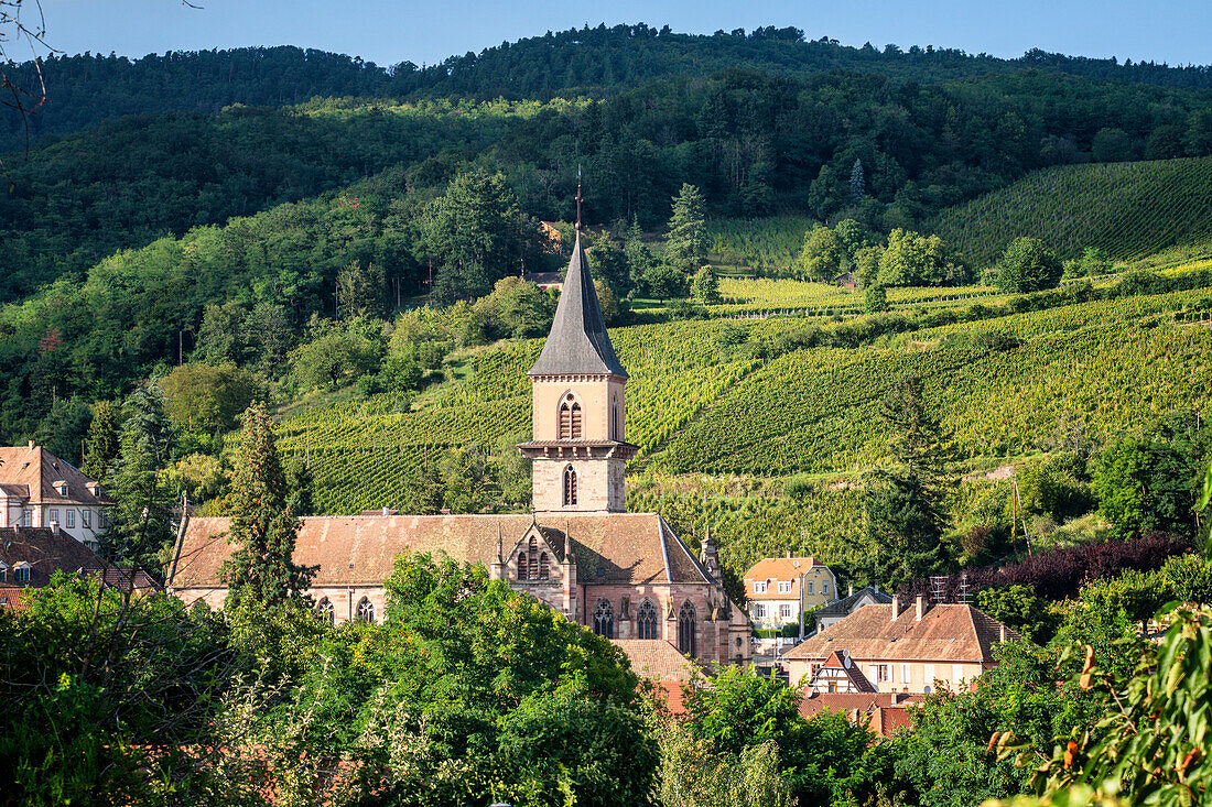 Blick auf Weinberge und die Kirche Saint Grégoire in Ribeauvillé, Elsass, Frankreich, Europa Ribeauville, Département Haut-Rhin,  Region Grand Est, Elsässische Weinstrasse, Elsass, Frankreich