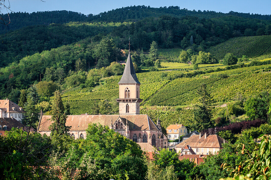 View of vineyards and the Saint Grégoire church in Ribeauville, Alsace, France, Europe Ribeauville, Haut-Rhin department, Grand Est region, Elsaessische Weinstrasse, Alsace, France