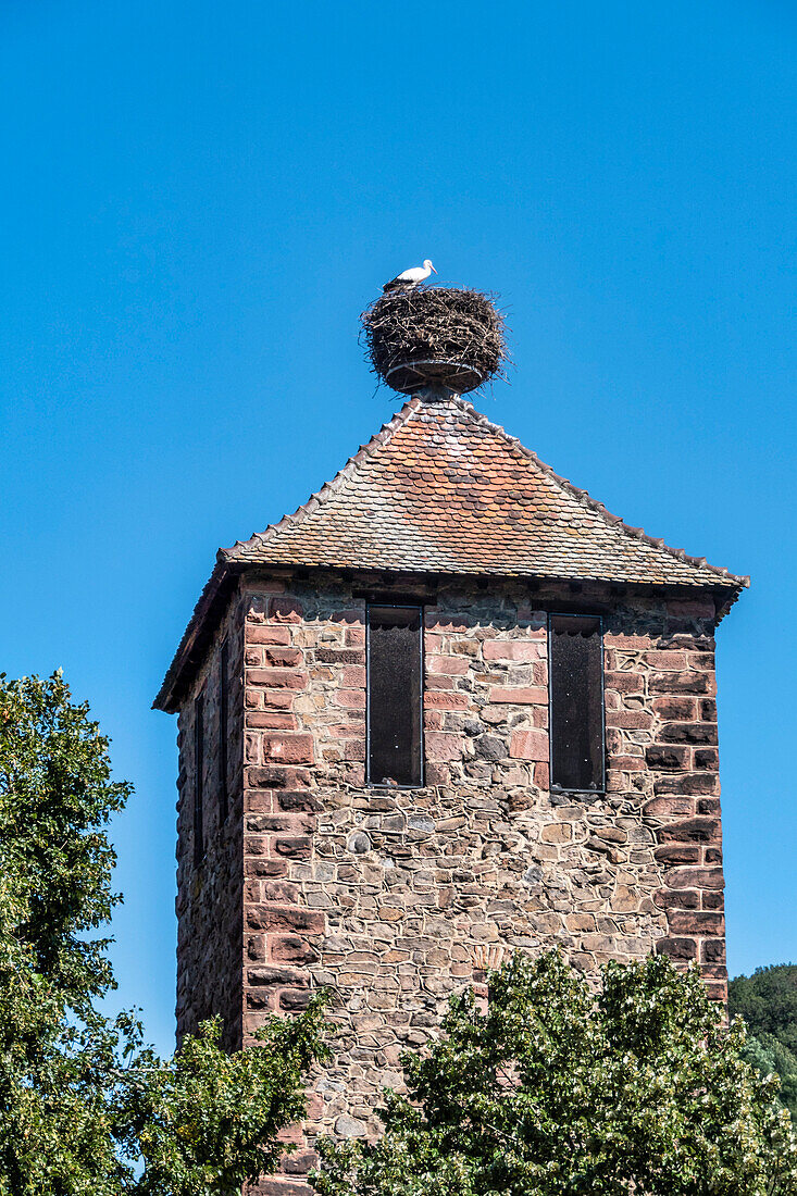 White stork (Ciconia ciconia) in the nest in Kaysersberg, Haut-Rhin department, Grand Est region, Elsaessische Weinstrasse, Alsace, France