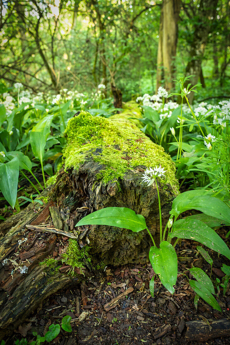 Wild garlic bushes on the Schloßberg, Markt Einersheim, Kitzingen, Lower Franconia, Franconia, Bavaria, Germany, Europe