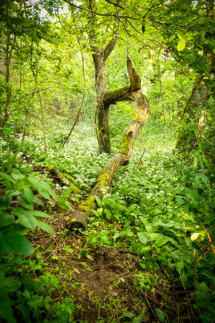 Wild garlic bushes on the Schloßberg, Markt Einersheim, Kitzingen, Lower Franconia, Franconia, Bavaria, Germany, Europe