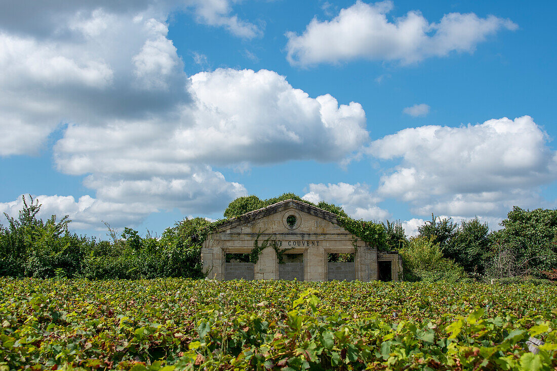 White clouds, derelict chateau, in front of it grapevines, Saint Emilion, Gironde, Nouvelle-Aquitaine, France