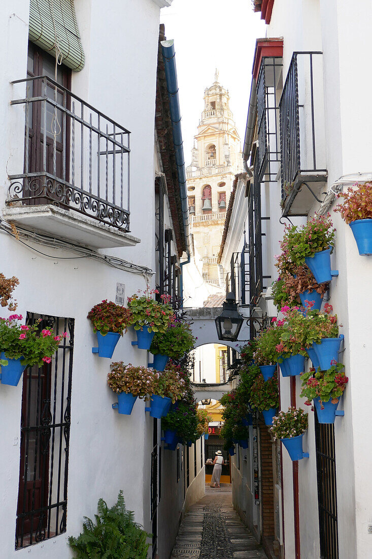 Gasse mit Wandblumenschmuck und Blick auf Kathedrale in Cordoba, Andalusien, Spanien