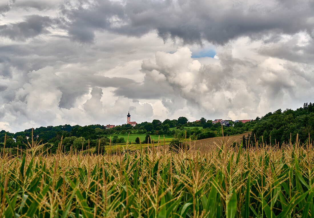View over the corn fields to the Church of Sankt Johannes Nepomuk after a summer thunderstorm, Thürnthenning, Bavaria, Germany
