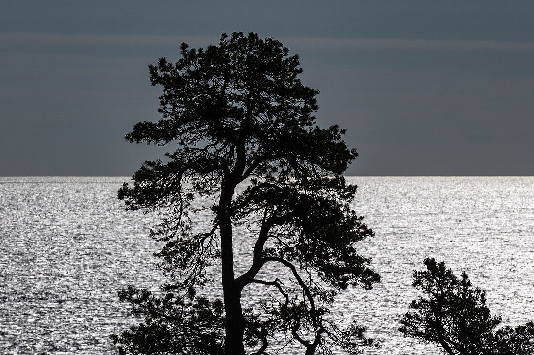 Die Silhouette einer Kiefer im Gegenlicht am Meer, Härnösand, Västernorrland, Schweden