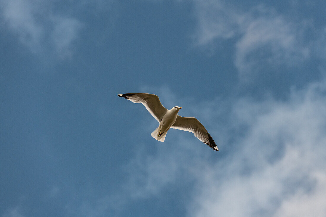 Close up of a seagull in flight over Lake Siljan, Rättvik, Dalarna, Sweden