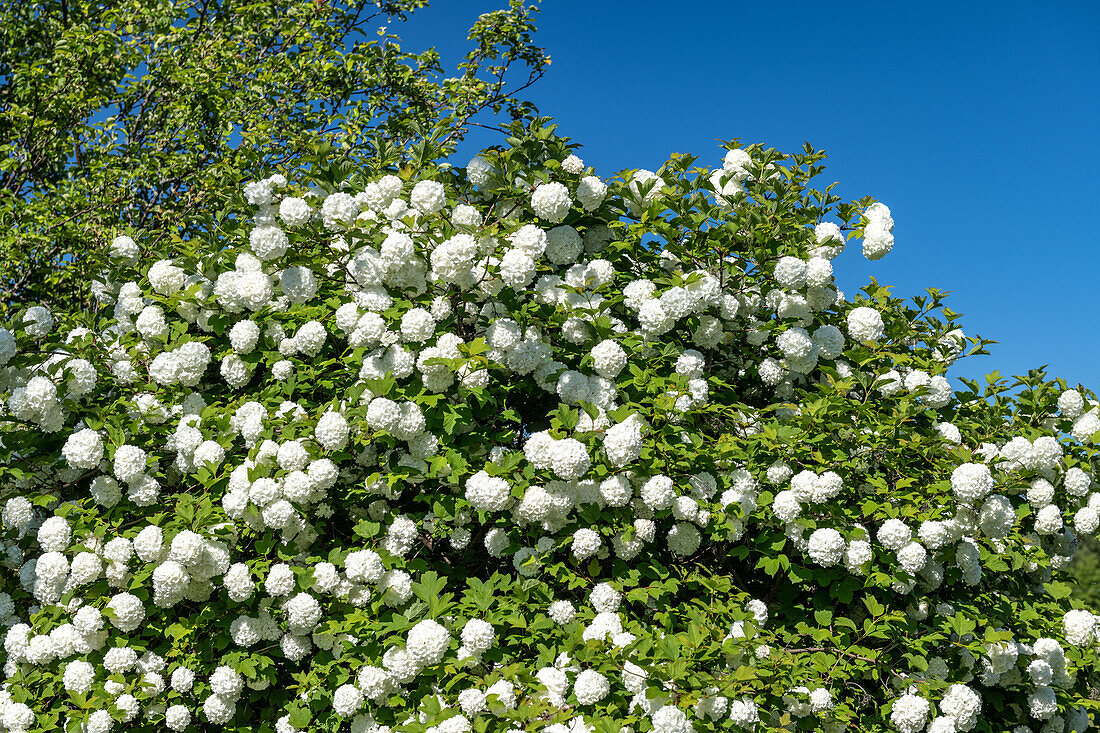 Intense flowering bush and blue sky on a summer day, Sollerön, Dalarna, Sweden