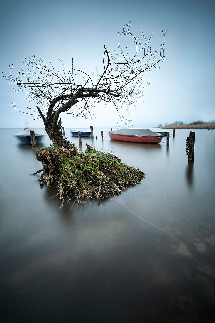 Blick auf Baum und Boote im Wasser vom Ammersee, Dießen, Diessen, Ammersee, Bavaria, Bayern, Deutschland, Europa