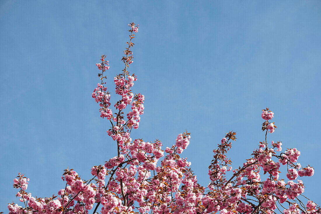 Detailaufnahme von blühenden Kirschbäumen, München, Bayern, Deutschland, Europa
