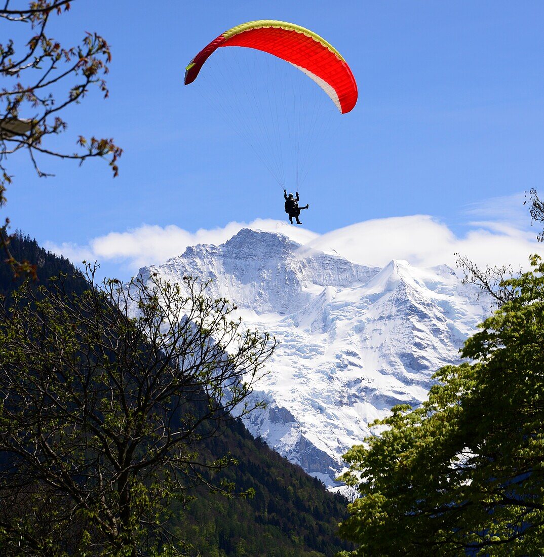 Blick in Interlaken auf das Jungfaumassiv, Berner Oberland, Schweiz