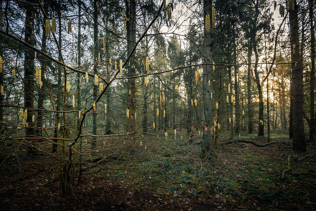 Blooming hazelnut in the Barkeler Busch forest, Schortens, Friesland, Lower Saxony, Germany, Europe