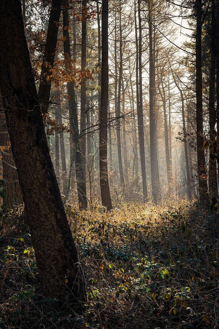 Morning mood in the misty Barkeler Busch forest, Schortens, Friesland, Lower Saxony, Germany, Europe
