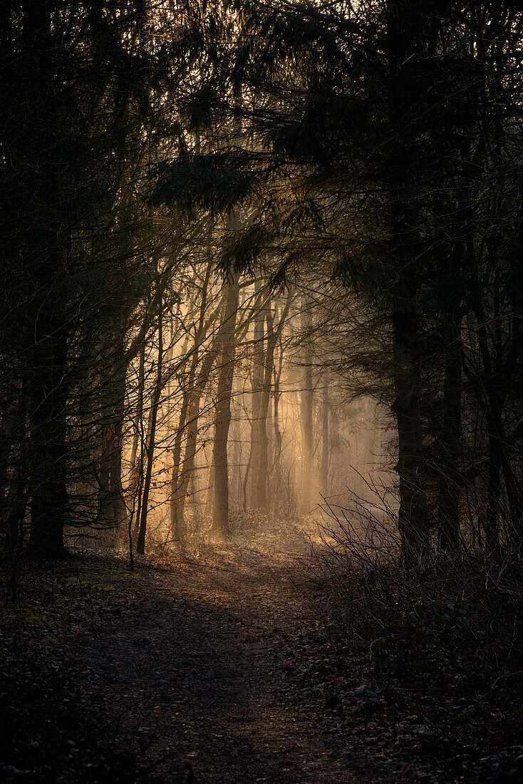 Morning light on path in the misty Barkeler Busch forest, Schortens, Friesland, Lower Saxony, Germany, Europe