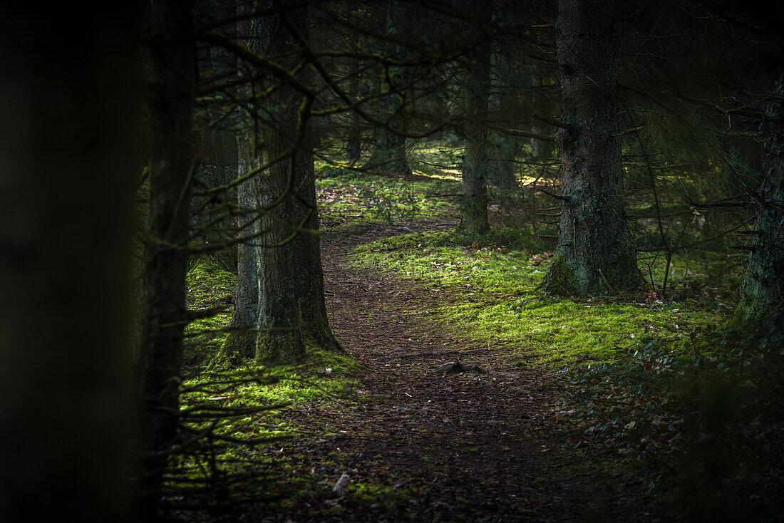 Path between conifers in the misty Barkeler Busch forest, Schortens, Friesland, Lower Saxony, Germany, Europe