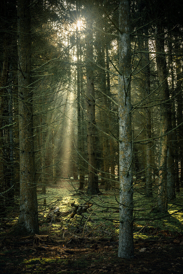 Sun rays between conifers in the misty Barkeler Busch forest, Schortens, Friesland, Lower Saxony, Germany, Europe