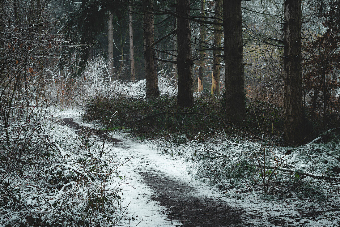 Snow-covered path in the Barkeler Busch forest, Schortens, Friesland, Lower Saxony, Germany, Europe