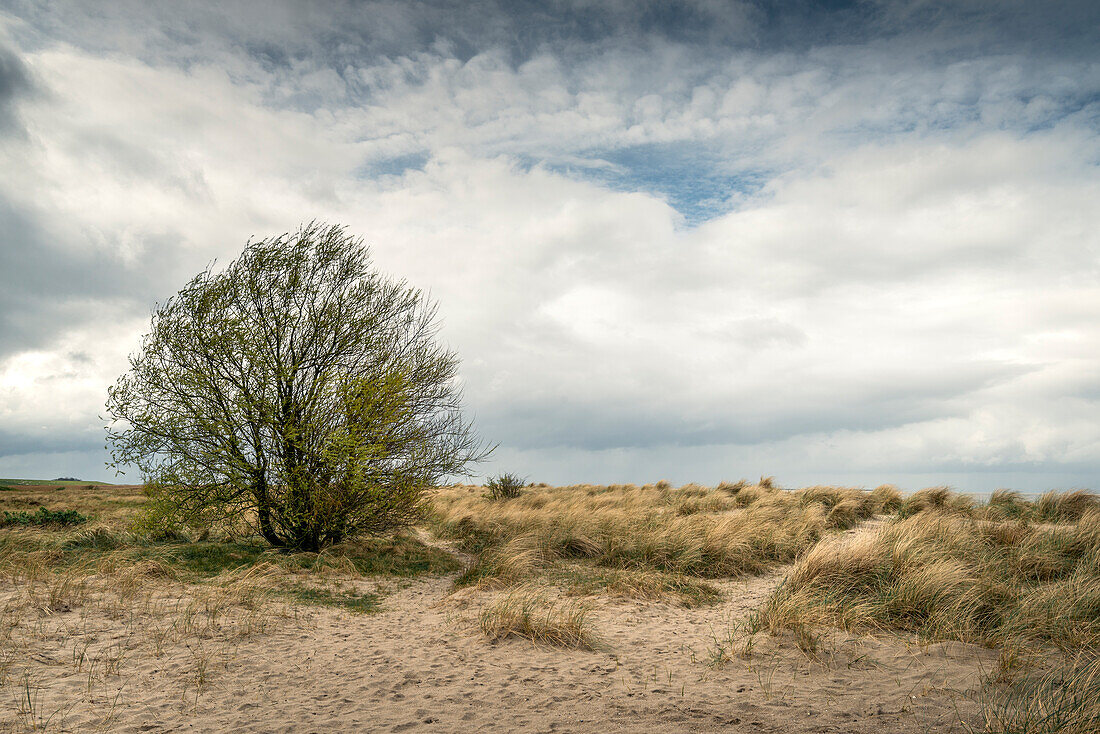Weidenbaum zwischen Sanddünen an der Nordsee unter Sturmwolken, Schillig, Wangerland, Friesland, Niedersachsen, Deutschland, Europa