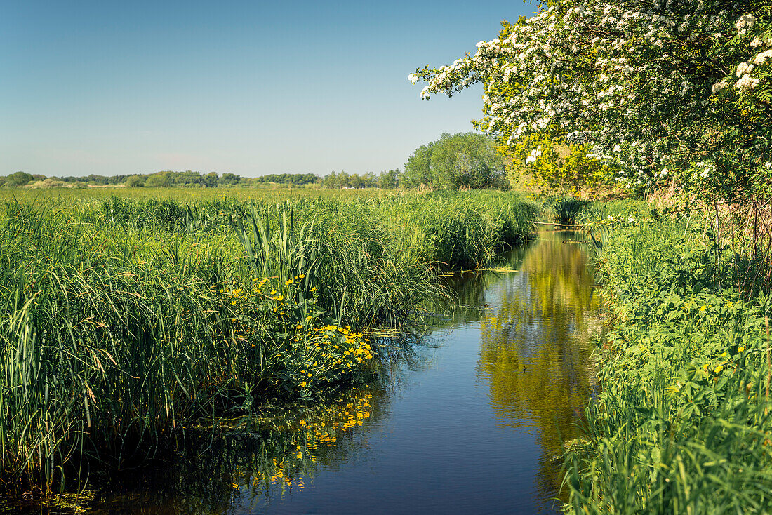 Small stream in the Teufelsmoor, Worpswede, Osterholz, Lower Saxony, Germany, Europe