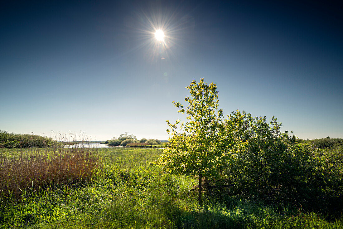 Blauer Himmel und Sonnenschein über dem Teufelsmoor, Worpswede, Osterholz, Niedersachsen, Deutschland, Europa