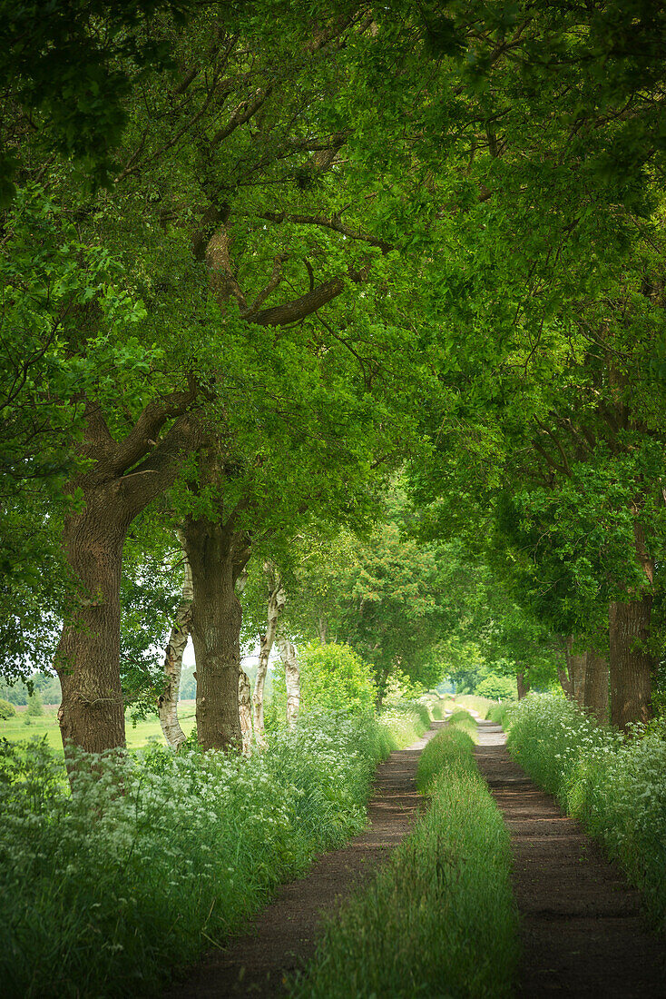 Feldweg im Bockhorner Moor, Friesland, Niedersachsen, Deutschland, Europa