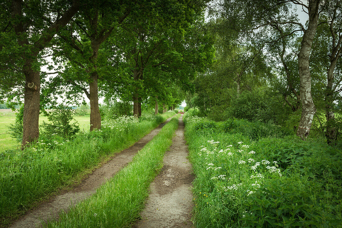 Dirt road in the Bockhorner Moor, Friesland, Lower Saxony, Germany, Europe