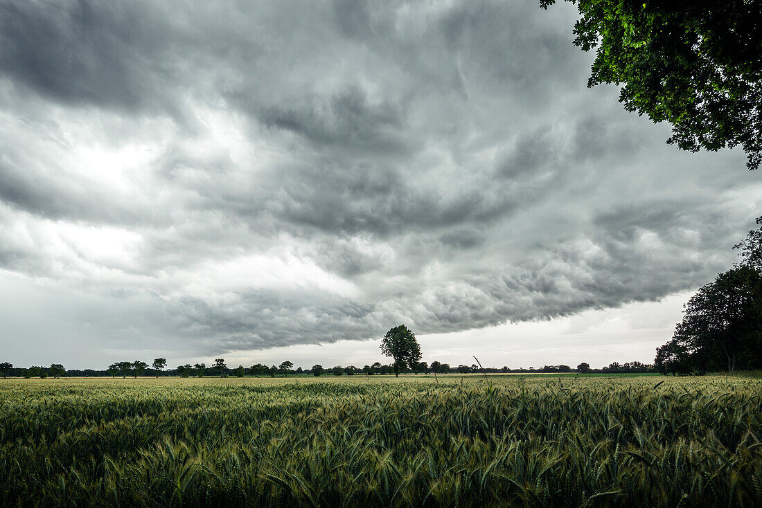 Gewitterwolken über Getreidefeld in Aurich-Brockzetel, Ostfriesland, Niedersachsen, Deutschland, Europa